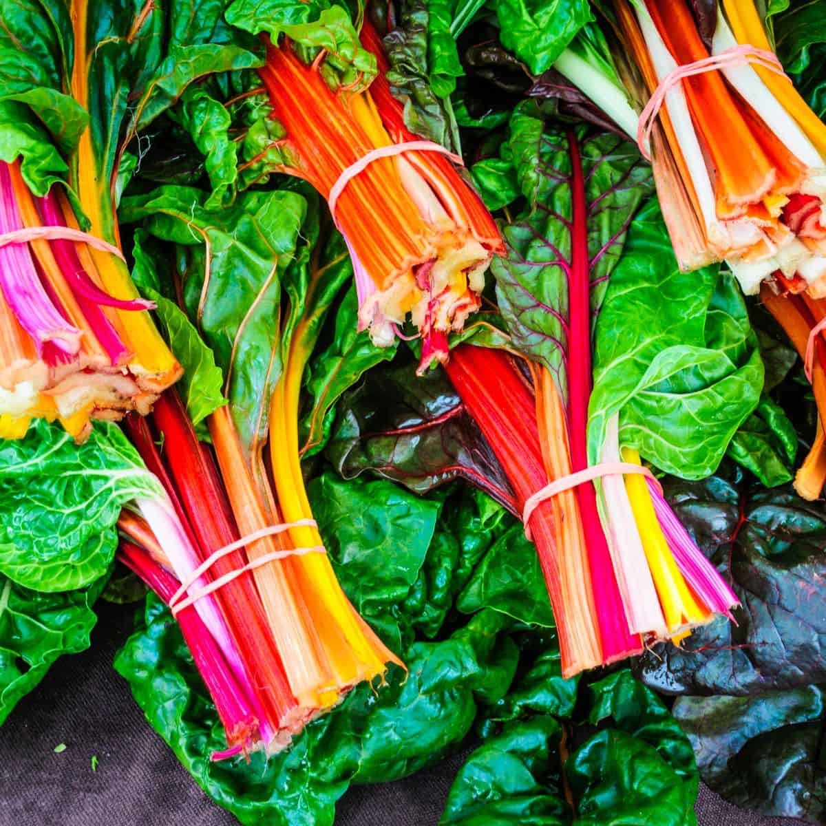Bundles of fresh raw rainbow swiss chard with rubber bands on cut stems.